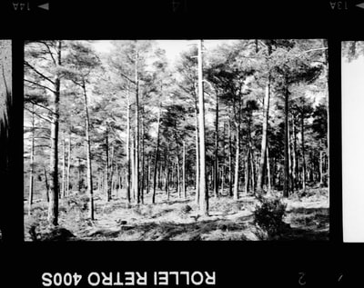 白天森林的灰度照片